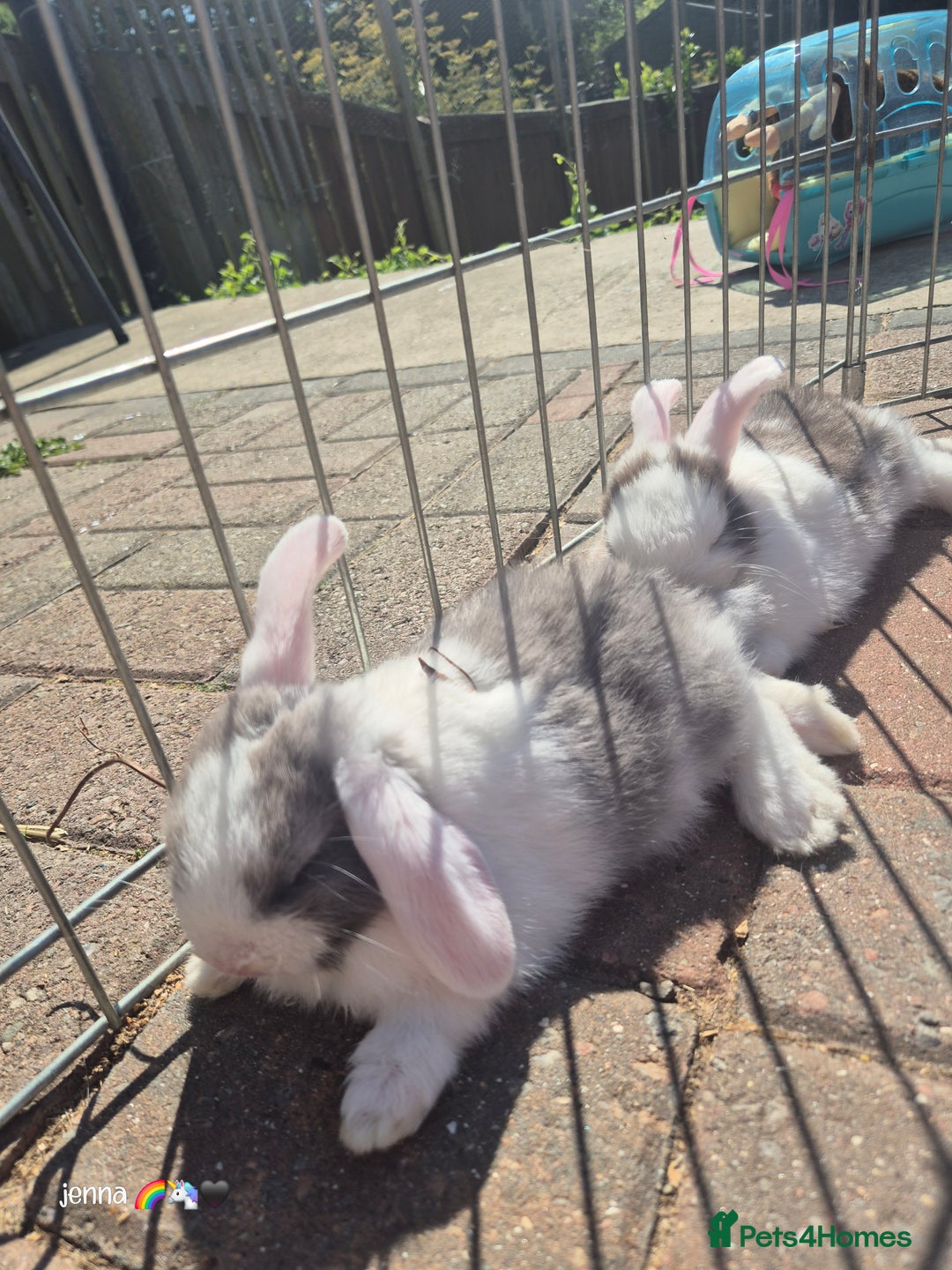 English Lop rabbits for sale: Beautiful dark grey split lop buck and liac doe - Image 7