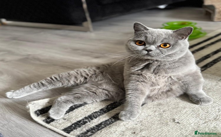 British Shorthair cats - Advert 1