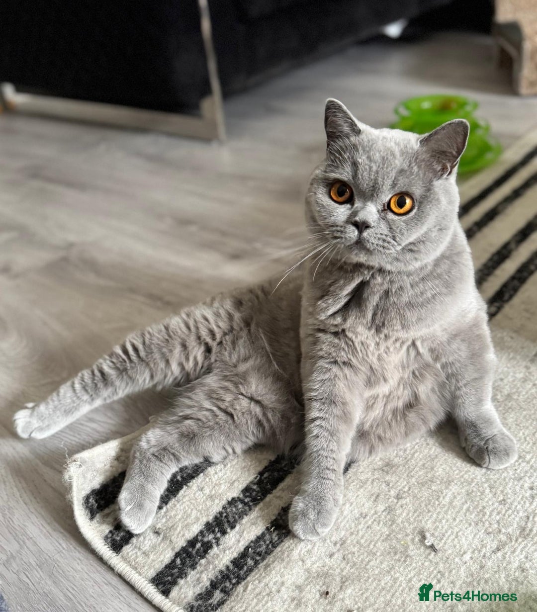 British Shorthair cats for sale: Beautiful British blue boy - Image 1