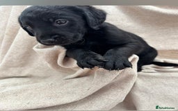Labrador Retriever dogs for sale: Stunning Labrador puppies ready Wednesday!!! - Image 14