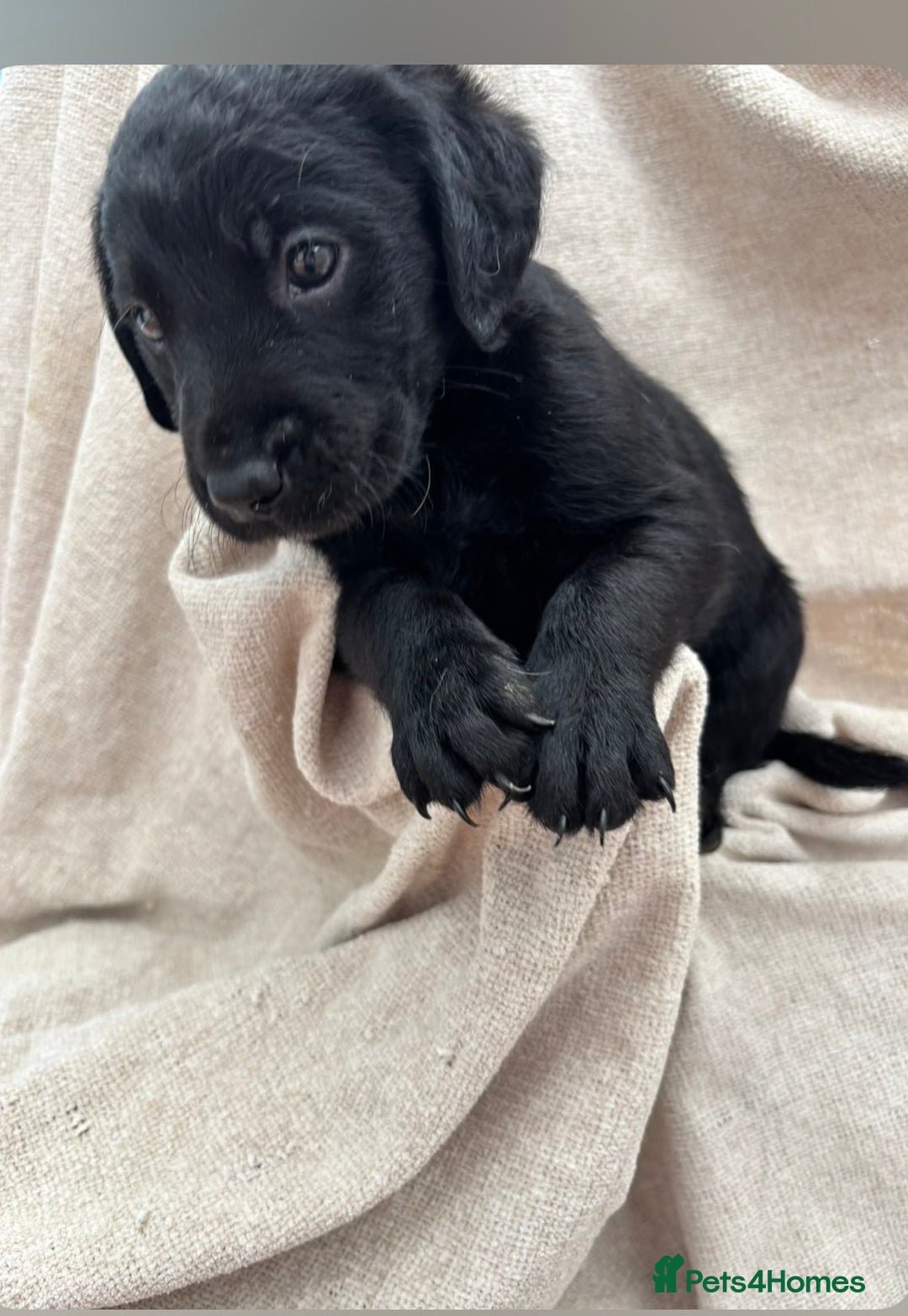 Labrador Retriever dogs for sale: Stunning Labrador puppies ready Wednesday!!! - Image 14
