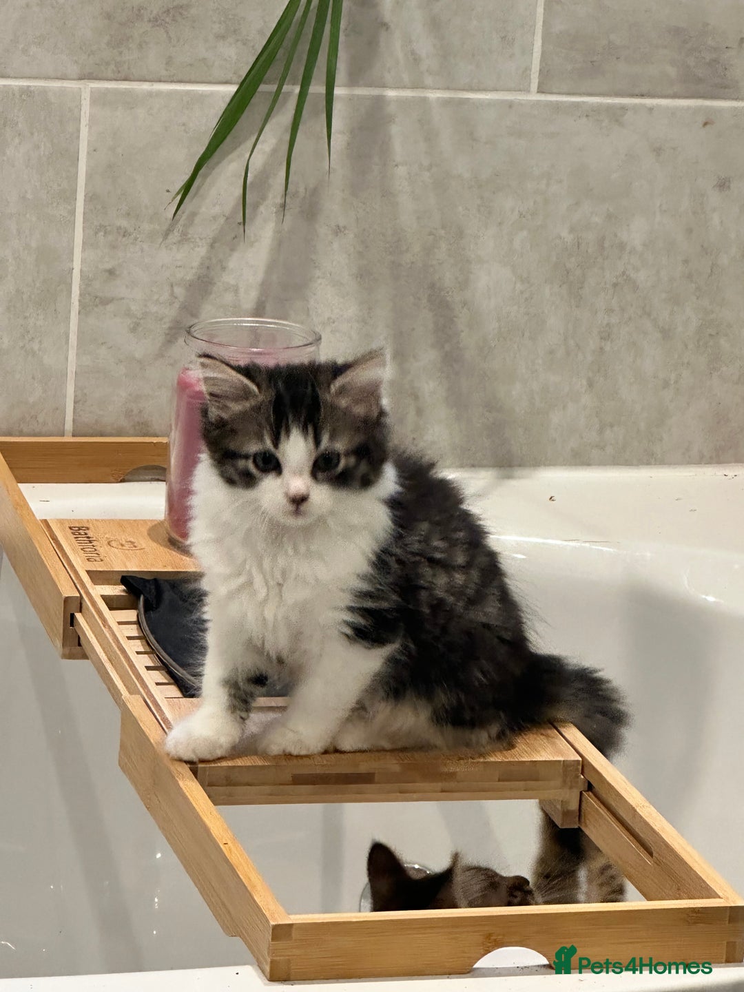 Mixed Breed cats for sale: Playful kitties in Middlewich - Image 9