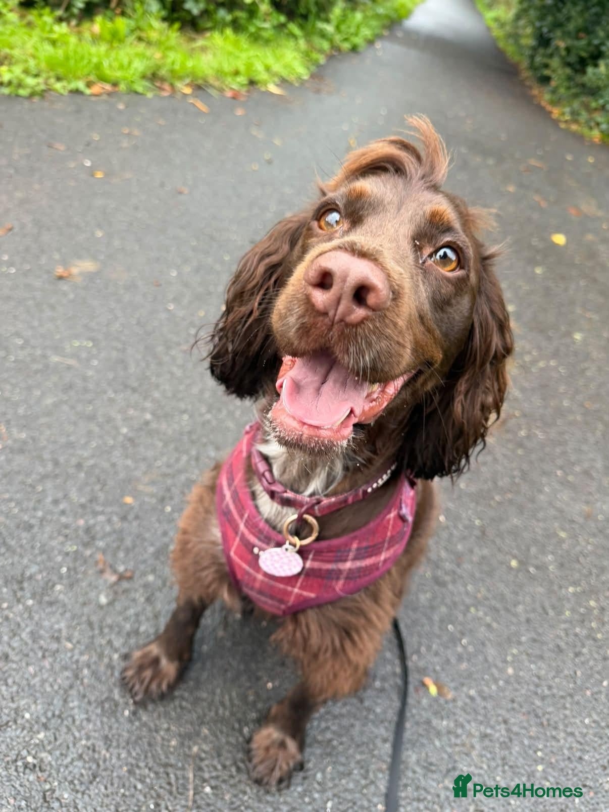 Cocker Spaniel dogs Beautiful Cocker Spaniel Girl Needs a Loving Home - Advert 4