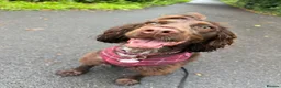 Cocker Spaniel dogs for sale: Beautiful Cocker Spaniel Girl Needs a Loving Home - Advert 1