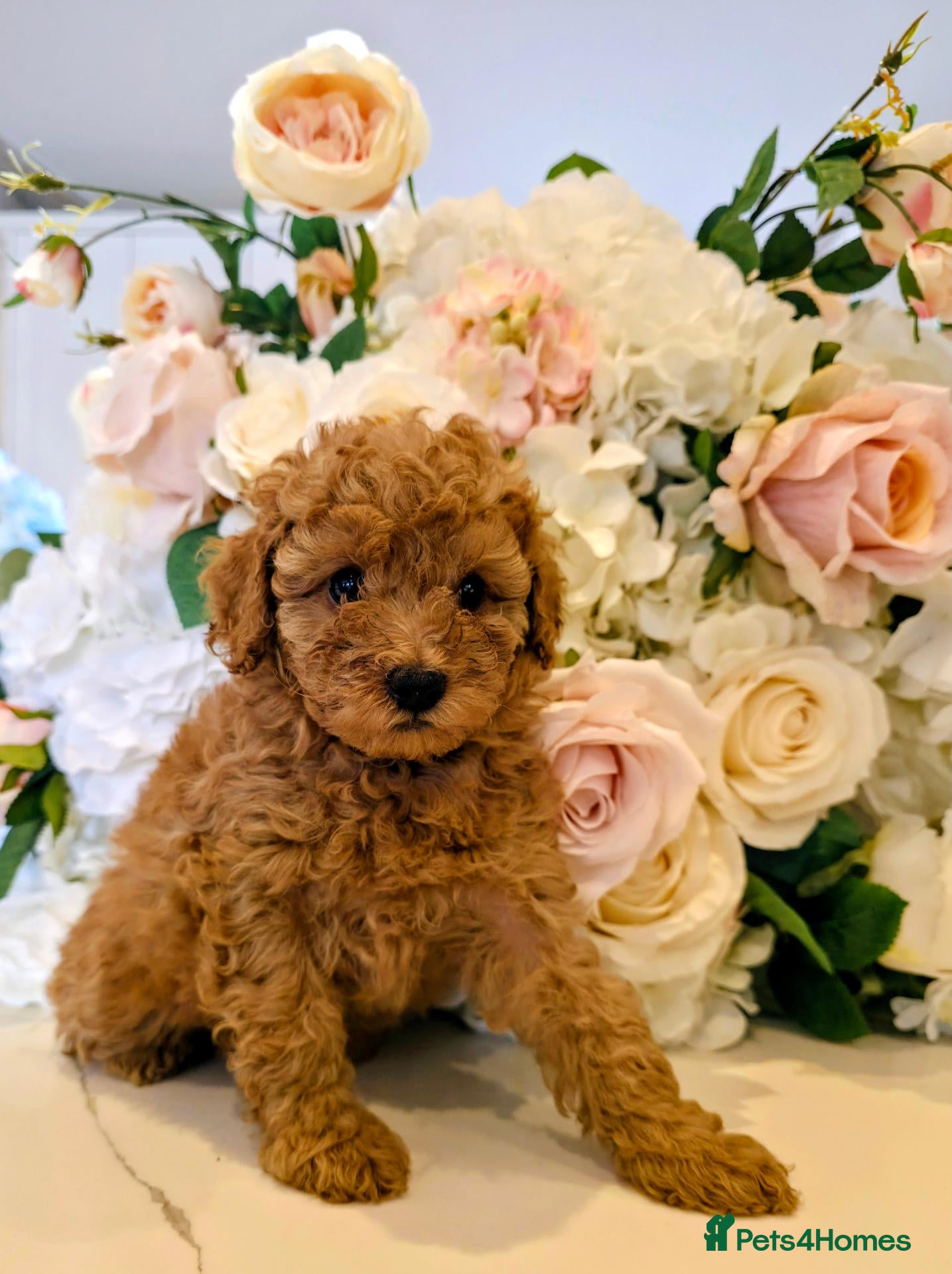 Toy Poodle dogs Beautiful Toy Poodle Puppies - Advert 1
