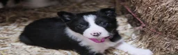 Border Collie dogs for sale: Border Collie Pups - Advert 3