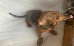 Jack Russell dogs for sale: jack russel girl  - Image 3
