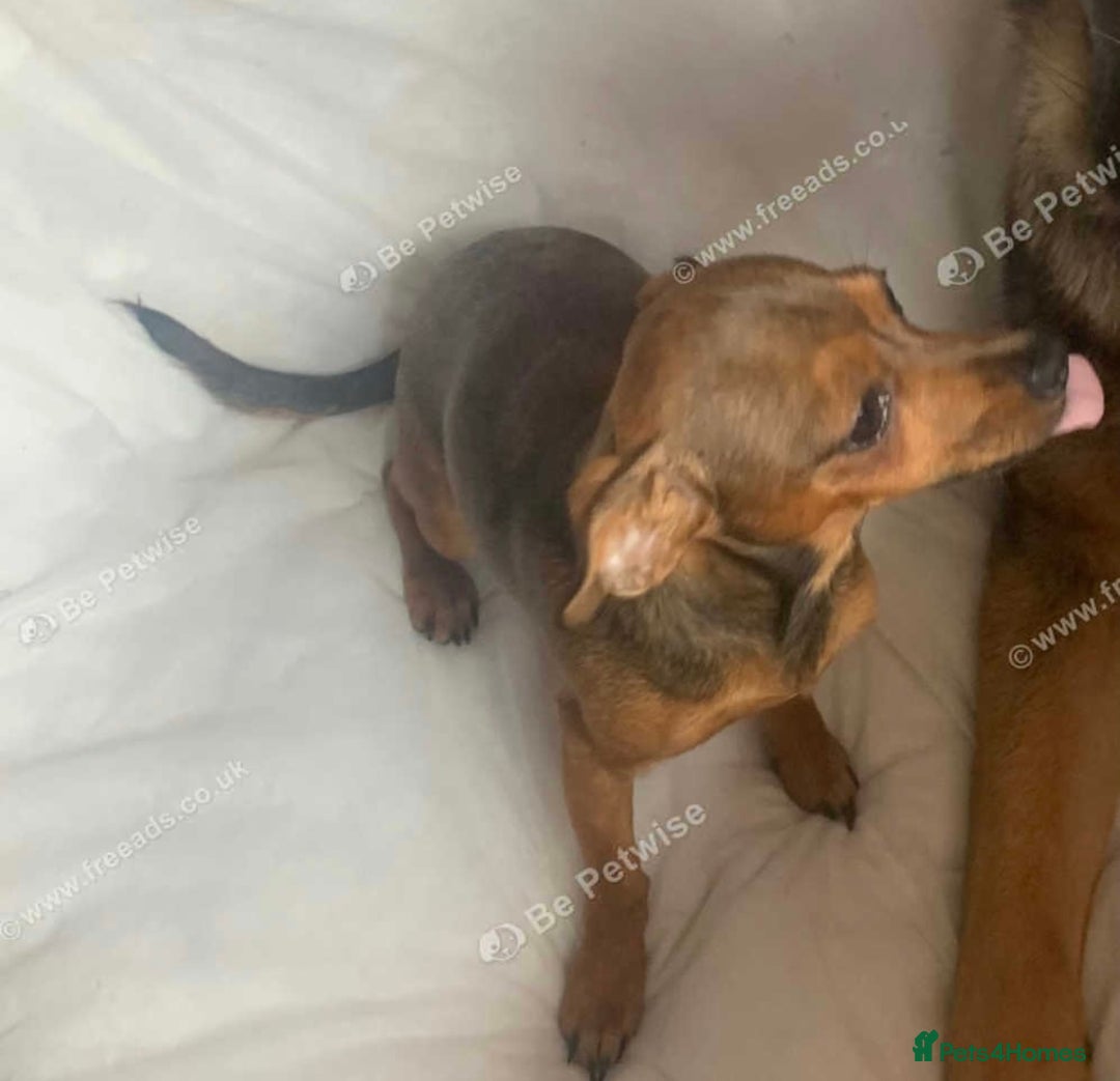 Jack Russell dogs for sale: jack russel girl  - Image 3