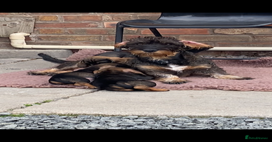 Dachshund dogs - Advert 6