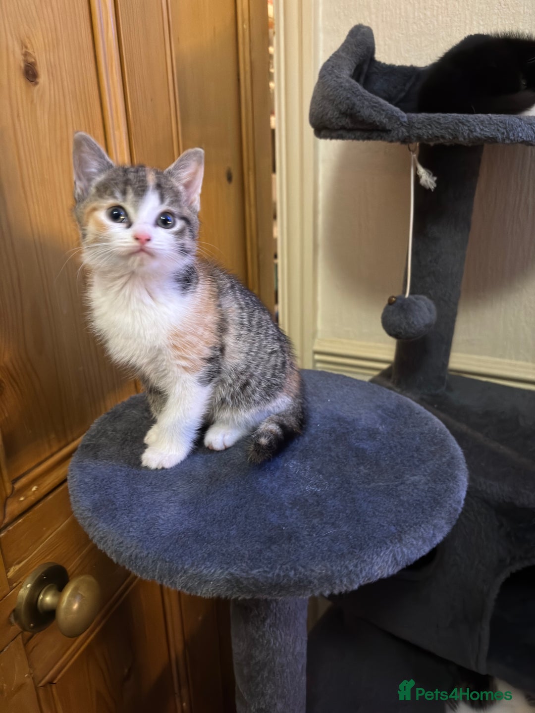 Mixed Breed cats for sale: 5 lovely Kittens for sale - Advert 3