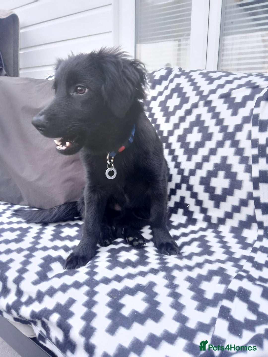 Mixed Breed dogs for adoption: Morgan - Ipswich Suffolk  - Advert 1