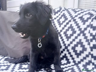 Mixed Breed dogs Morgan - Ipswich Suffolk - Advert 1