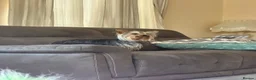 Yorkshire Terrier dogs for sale: Toy Yorkshire terrier puppies  - Advert 2