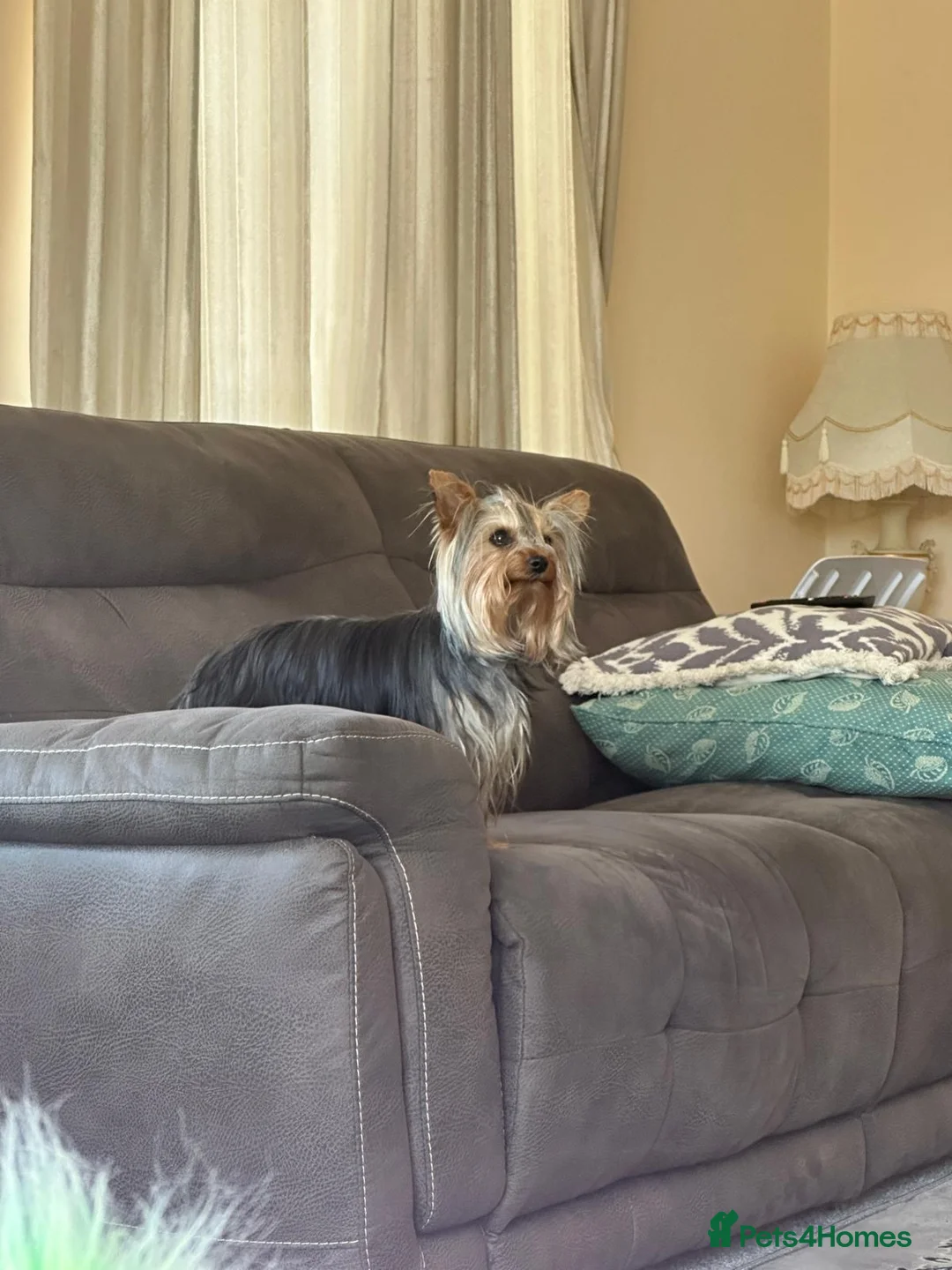 Yorkshire Terrier dogs for sale: Toy Yorkshire terrier puppies  - Advert 2