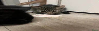 Bengal 2