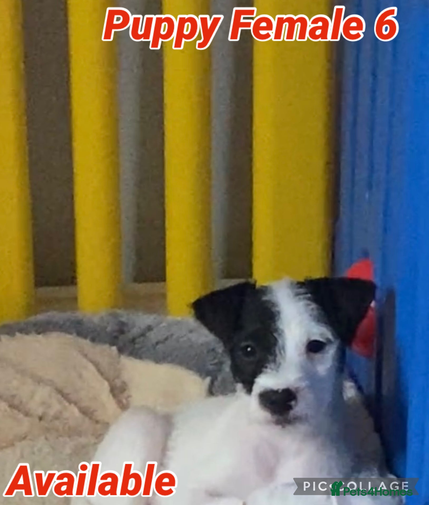 Parson Russell dogs Kc Champion Crufts Winning Bred Puppies  - Advert 1