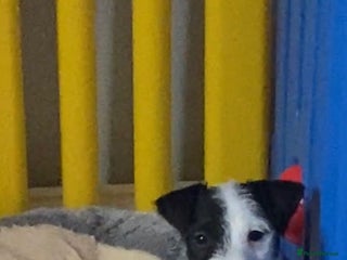 Parson Russell dogs Kc Champion Crufts Winning Bred Puppies - Advert 1