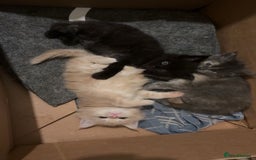 Maine Coon cats for sale: Maine Coon kittens  - Image 11