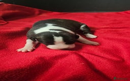 Whippet dogs for sale: KC HEART AND HEALTH TESTED WHIPPETS - Image 13
