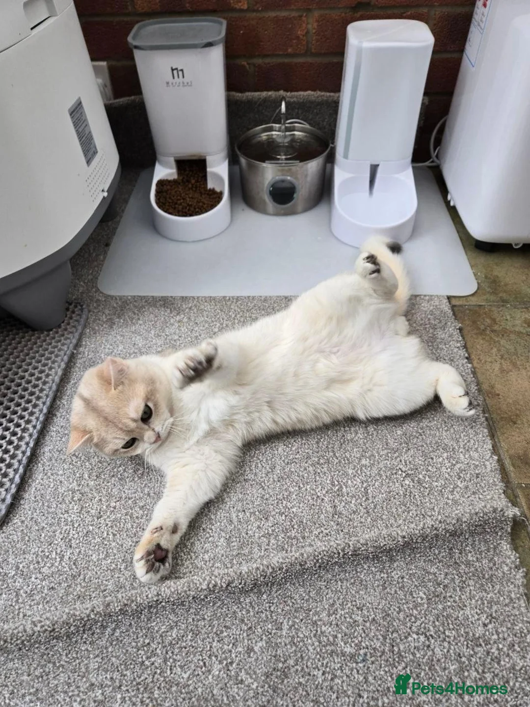 British Shorthair cats for stud: Blue Gold British cat Sapphire invites queen - Advert 2