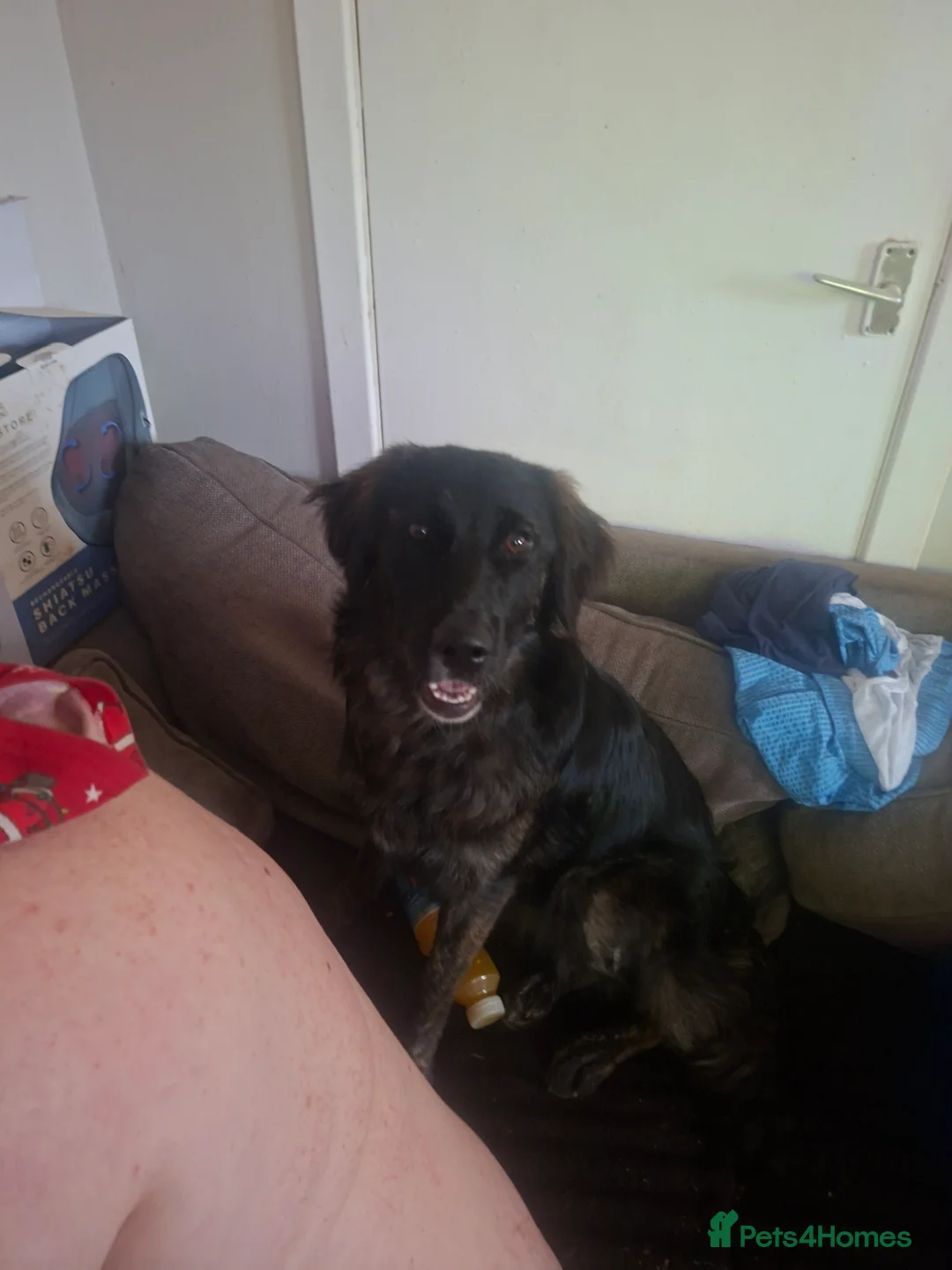 Mixed Breed dogs for sale: Gorgeous girl needs loving home  - Advert 1