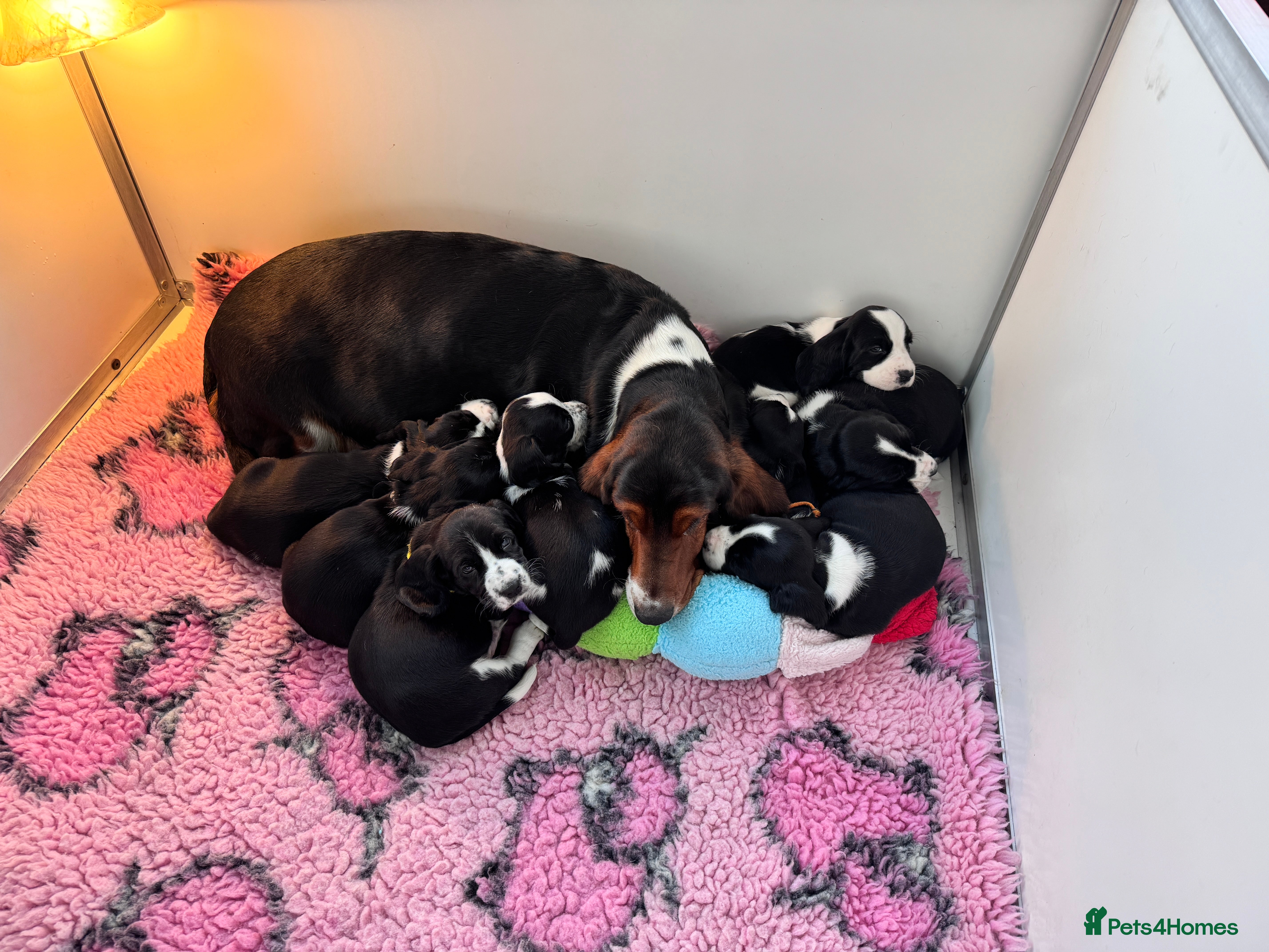 Mixed Breed dogs Hush puppies! - Advert 7