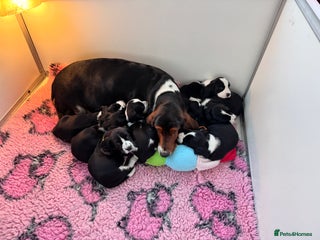 Mixed Breed dogs Hush puppies! - Advert 7