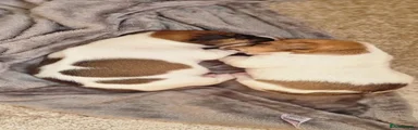 Jack Russell 4