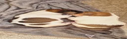 Jack Russell dogs for sale: Stunning Jack Russell puppies for sale - Advert 13