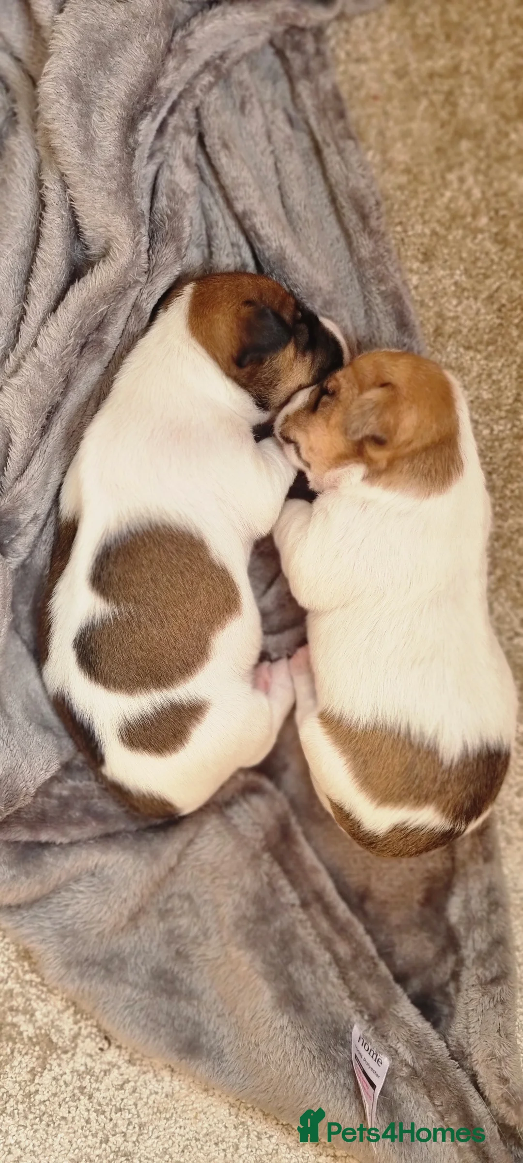 Jack Russell dogs for sale: Stunning Jack Russell puppies for sale - Advert 13