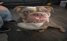 Olde English Bulldogge dogs for sale: Lilo olde English bulldog  - Image 2