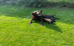 Borador dogs for sale: Lab x collie puppies  - Image 18