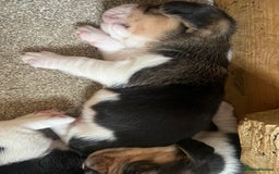 Beagle dogs for sale: KC reg,,, Charterwood//dyalyn  beagles - Image 6