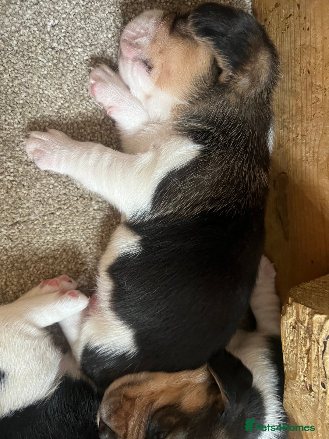 Beagle dogs for sale: KC reg,,, Charterwood//dyalyn  beagles - Image 6