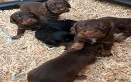 Cocker Spaniel dogs for sale: KC Reg Docked Working Cocker Spaniel puppies - Image 1