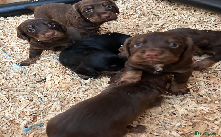 Cocker Spaniel dogs - Advert 1