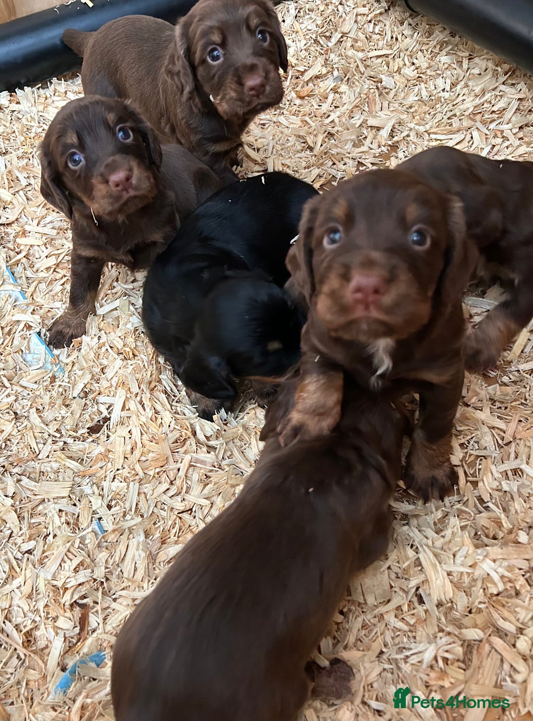 Cocker Spaniel dogs for sale: KC Reg Docked Working Cocker Spaniel puppies - Image 1