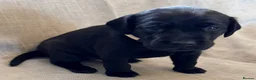 Labrador Retriever dogs for sale: Beautiful black labs in Taunton - Advert 13