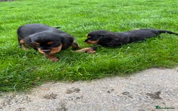 Cavalier King Charles Spaniel dogs for sale: ⭐️ fully Health tested KC reg cavalier puppies  - Image 17