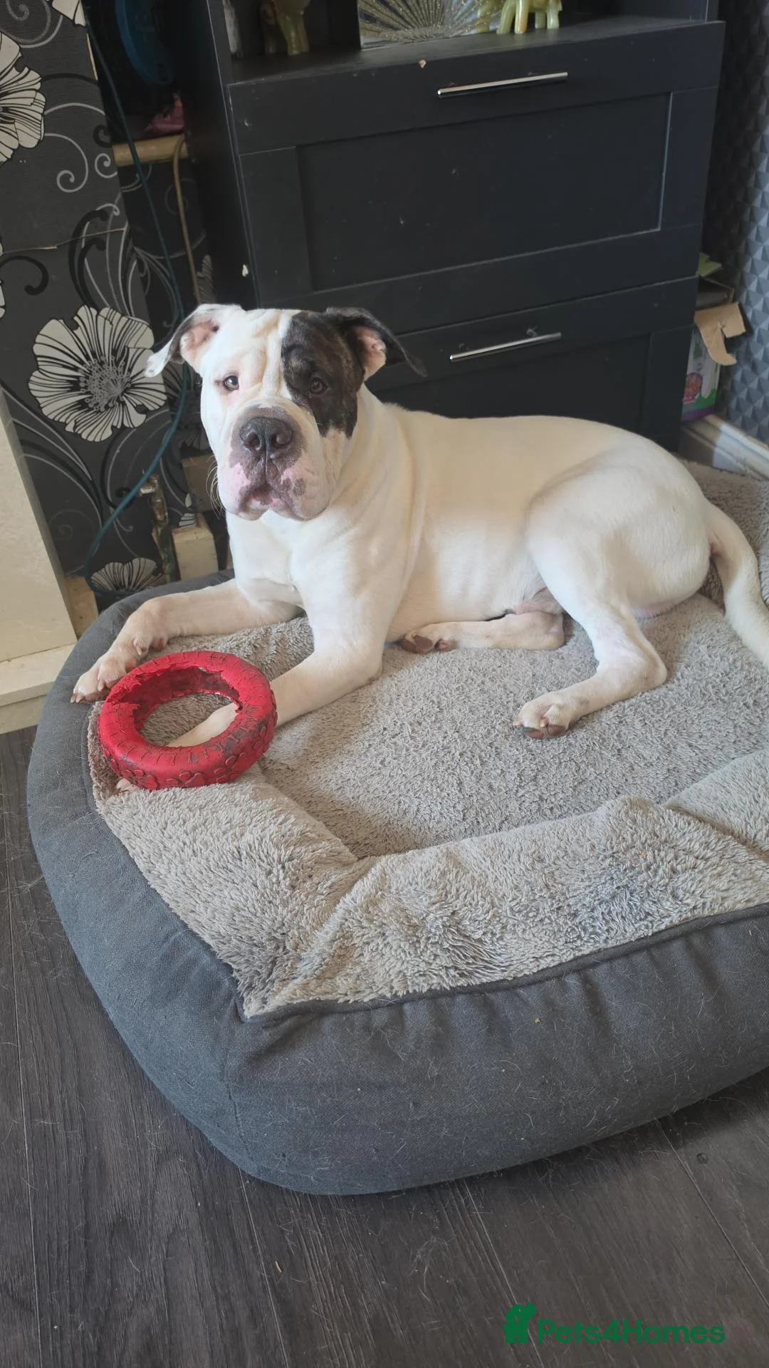 Mixed Breed dogs for sale: Shar pei mix puppys  in Birmingham - Advert 29