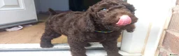 Cockapoo dogs for sale: Last stunning f2b Chocolate cockapoo boy - Advert 3