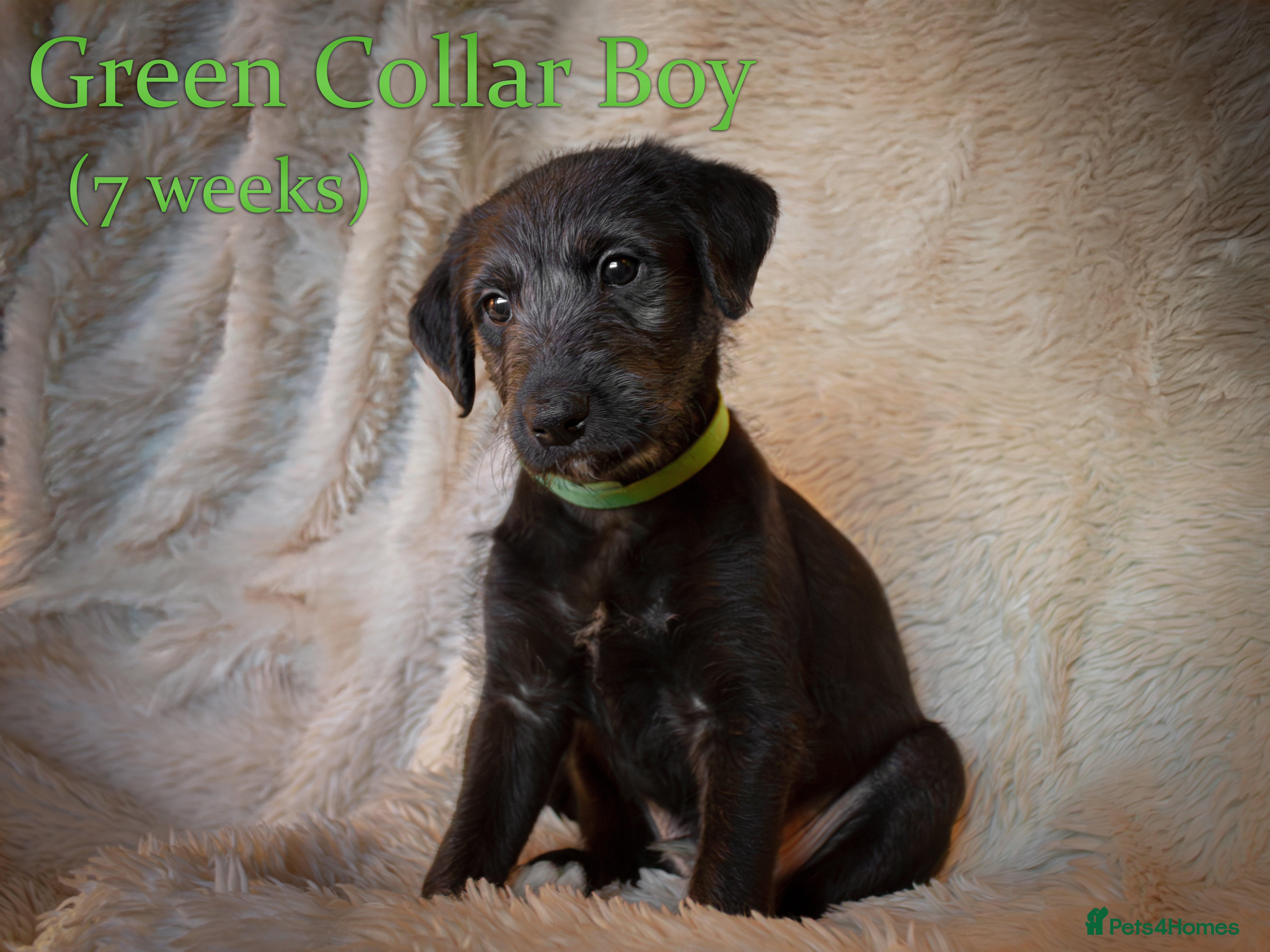 Mixed Breed dogs Beautiful bedlington whippet x lurcher puppies! - Advert 9