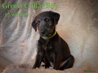 Mixed Breed dogs Beautiful bedlington whippet x lurcher puppies! - Advert 6