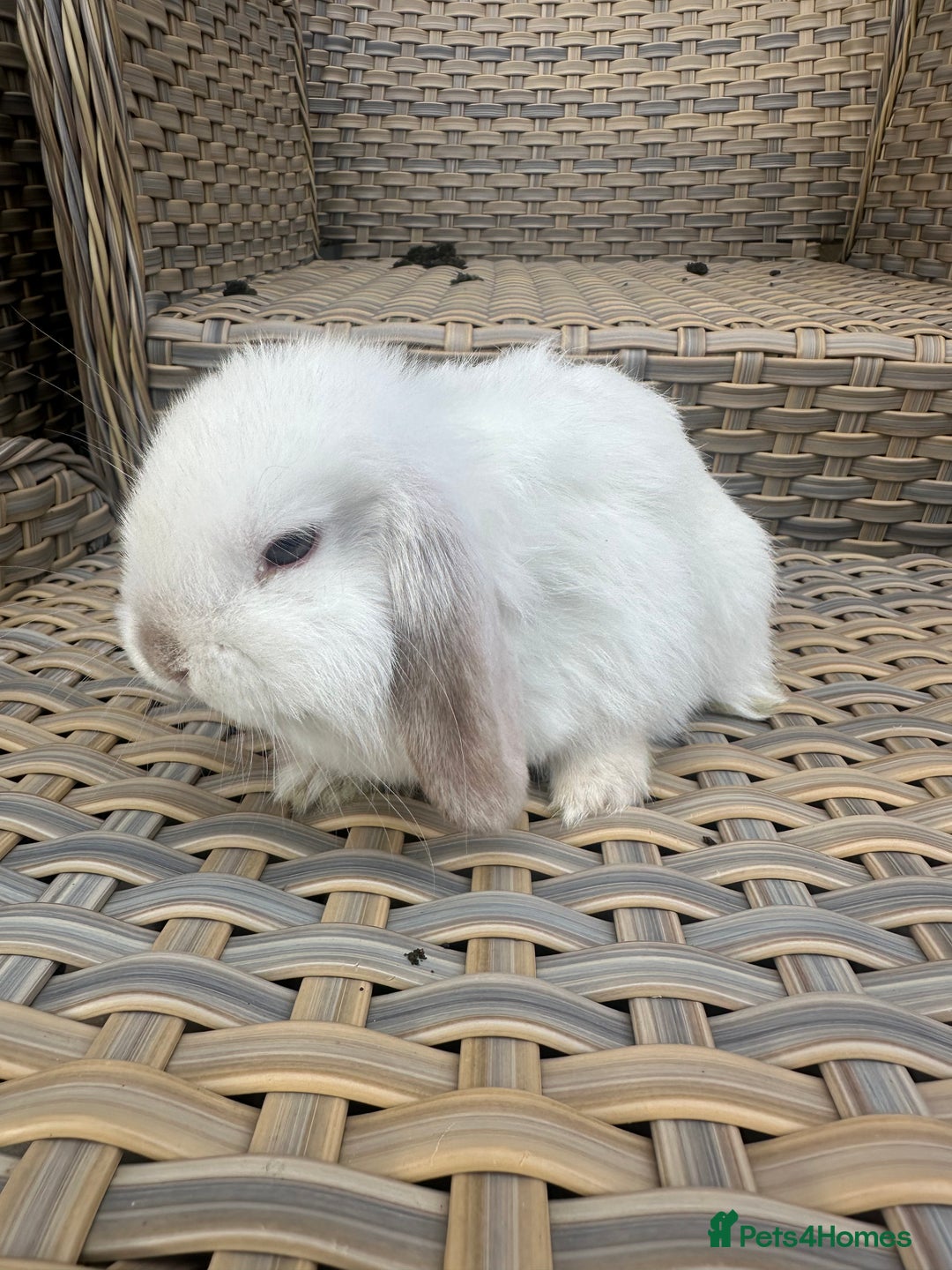 Mini Lop rabbits for sale: Gorgeous mini lop bucks available . - Image 7