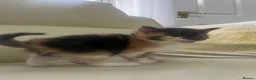 Mixed Breed cats for sale: 6 tabby kittens! - Advert 10