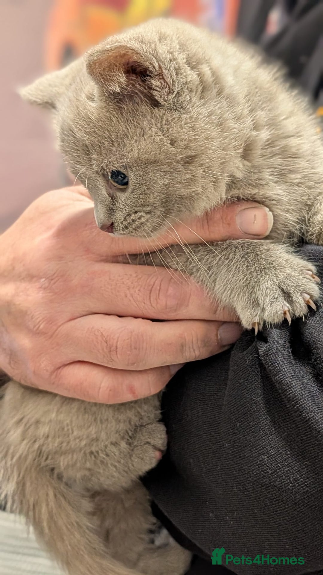 British Shorthair cats for sale: Stunning British Shorthair kittens boy and girl - Advert 5