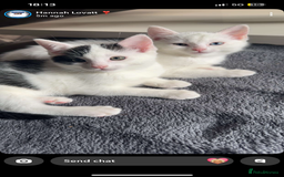 Ragdoll cats for sale: Ragdoll X British Shorthair Kittens - Image 5