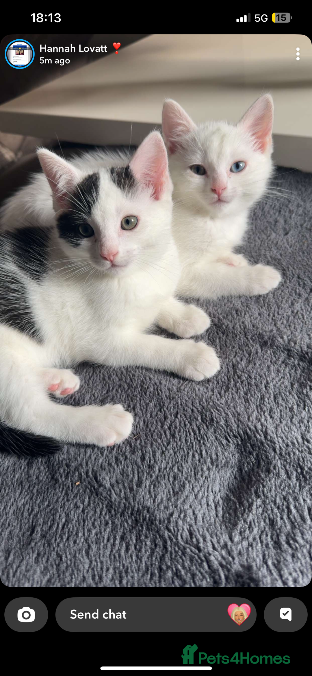 Ragdoll cats for sale: Ragdoll X British Shorthair Kittens - Image 5