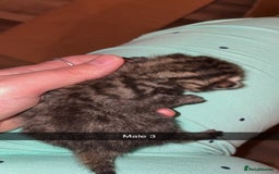 Mixed Breed cats for sale: 4 male kittens ready 12th October  - Image 7