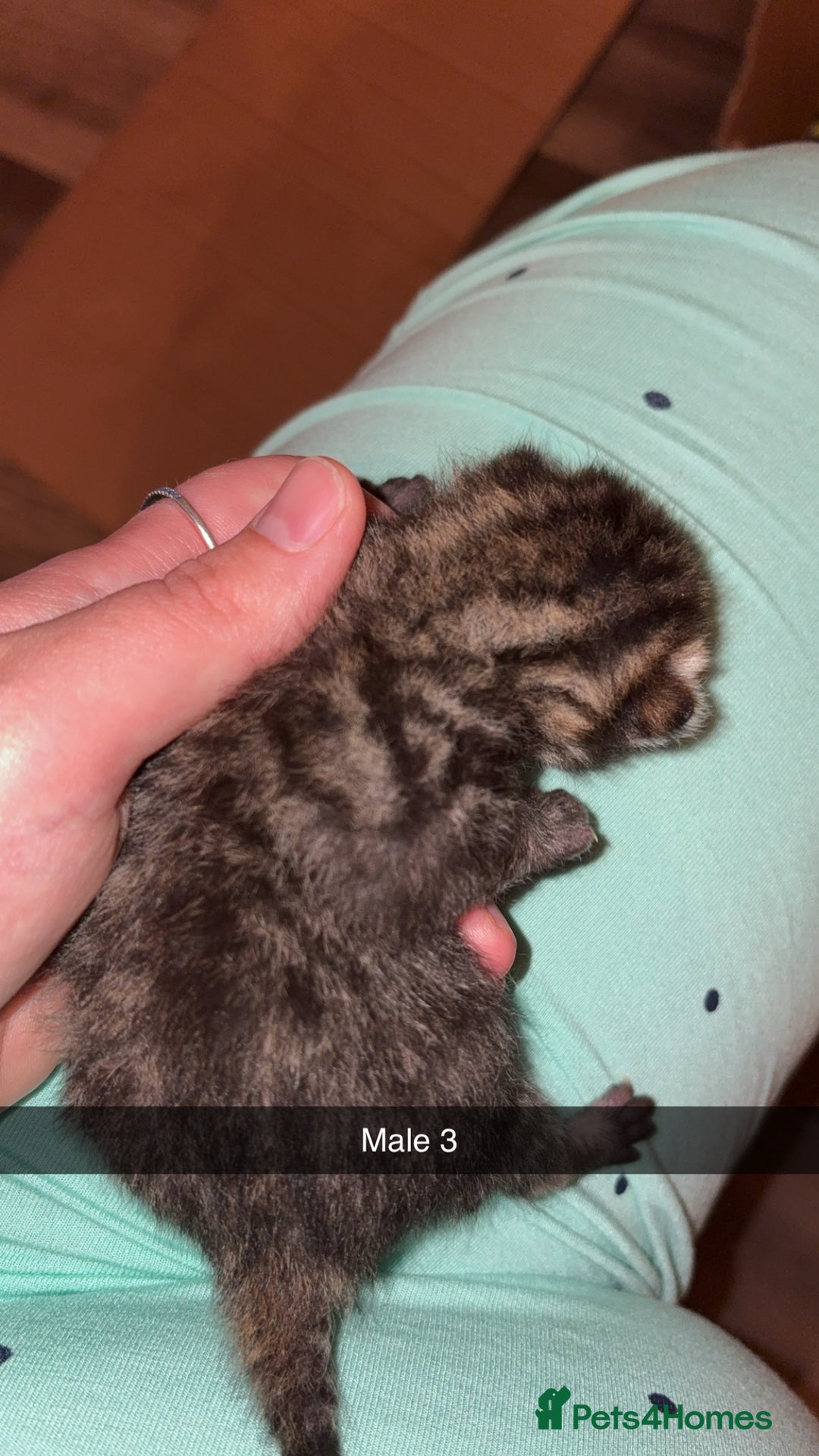 Mixed Breed cats for sale: 4 male kittens ready 12th October  - Image 7